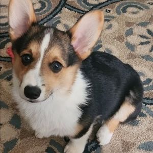 Meet your Posher, Maxine